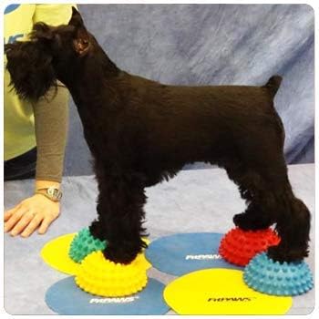 FitPAWS Paw Pods for Dog Agility