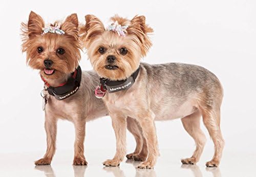 Marco Polo Advanced Pet Monitoring, Tracking and Locating System (for Dogs and Cats 5 lb and Larger)