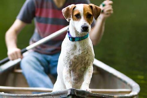 LupinePet Originals 3/4" Rain Song 15-25" Adjustable Collar for Large Dogs