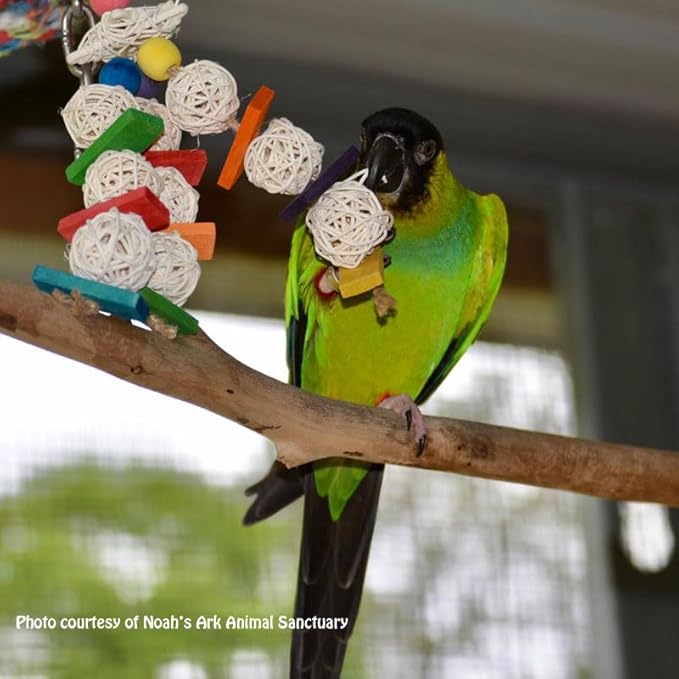 Super Bird Creations Mini Starburst Bird Toy - Colorful Bird Toy for Parrots, Cockatiels, Conures & Parakeets, Cockatiel Toy, Budgie Toys, Bird Toys, Bird Entertainment, Small Bird Size, 5.5" x 2.5"