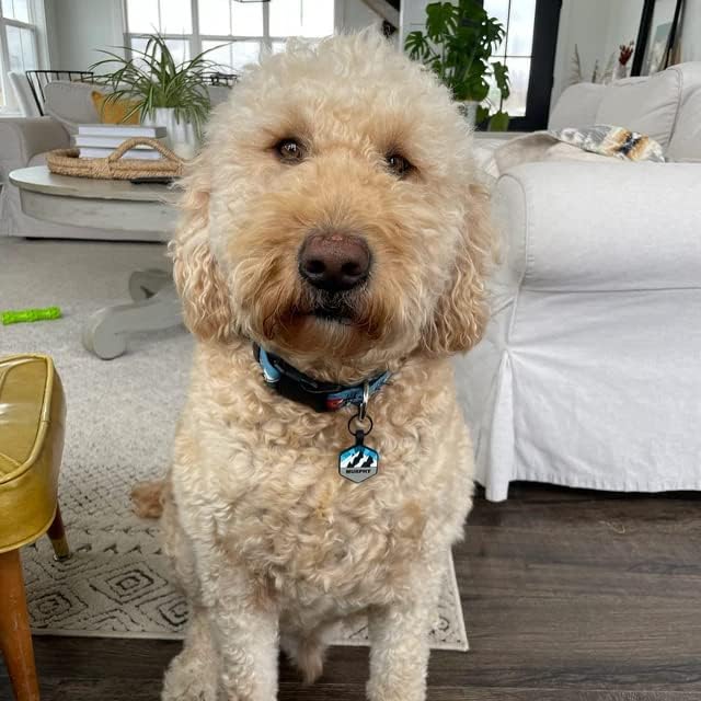 Silent Dog Tag Personalized with 5 Lines of Custom Deep Engraved Durable Soundless Silicone Pet ID Name Tag Hexagon Sunset Tiffany