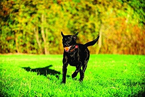 Chuckit! Dog Tennis Ball Dog Toy, Extra Large (3.5 Inch Diameter) for dogs 100+ lbs, Shrink Wrap Pack of 2