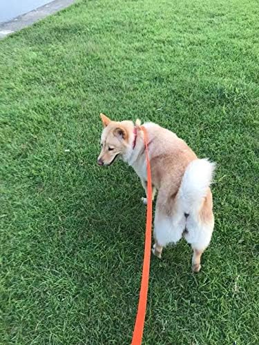 AmaGood Dog/Puppy Obedience Recall Training Agility Lead-15 ft 20 ft 30 ft 50 ft Long Leash-for Dog Training,Tie Out,Play,Safety,Camping (50feet, Orange)