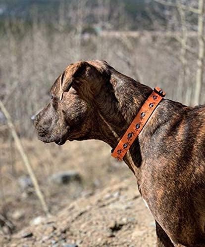 Native Pup Halloween Dog Collar- Spooky Fall Themed Horror Costume Collars- Skull, Pumpkin, Ghost, Bat, Witch, Candy Corn, Spider- Adjustable for Small, Medium, Large Breeds (Small, Spiders)