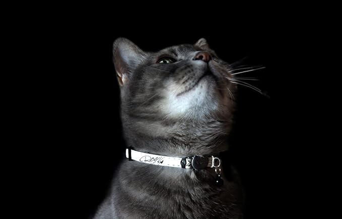 Rogz Glow in the Dark Reflective Cat Collar with Breakaway Clip and Removable Bell, fully adjustable to fit most breeds, Jumping Black Cat Design