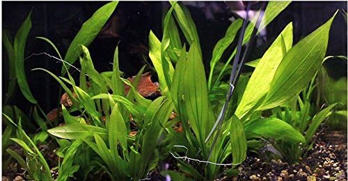 Co-link 3 in 1 Stainless Steel Aquarium Tank Aquatic Plant Tweezers Scissors Tools for Decoration of Your Aquarium Plants