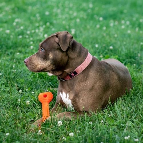 Jersey Dog Co Chompi Dog Bone, Rubber-Free Fillable Dog Bone Treat Holder, Safe Puppy Chew Toys, Made in USA Dog Toy 7" Long