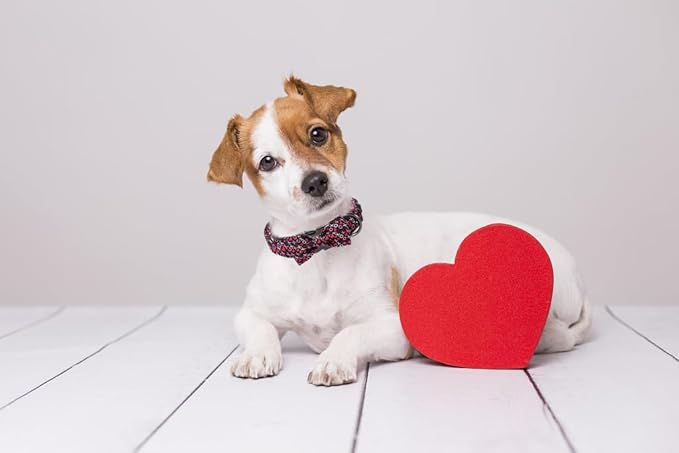 MR. CHUBBYFACE Valentine's Dog Collar with Bowtie, XOXO Red Heart Dog Collar with Metal Buckle, Cute Adjustable Boy Girl Female Collars for Small Medium Large Dogs