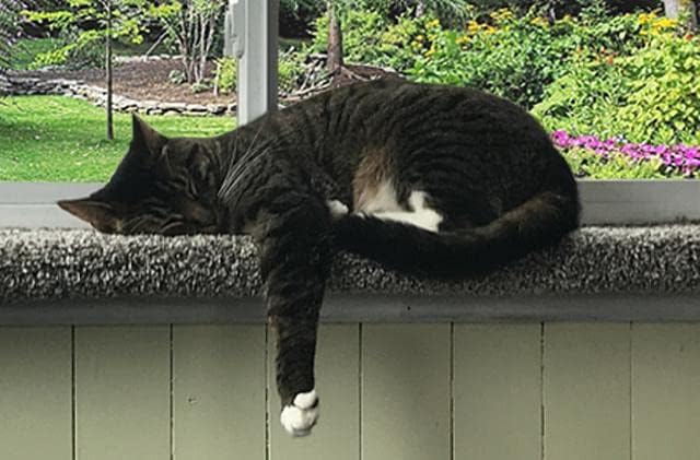 Purrched Cat Window Perch (29 Inch)