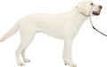 PetSafe Gentle Leader Headcollar - No-Pull Dog Collar for Better Walks - Adjustable for Snout-Specific Fit - Comfortable Head Harness - Large - Silver