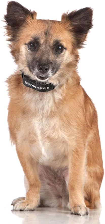 2-Pet Tracking System for Large and Small Dogs and Cats, Waterproof and Rugged, No Cellular Service Needed, No Monthly Fees