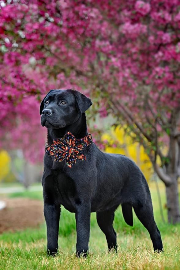 Lionheart Glory Cute Floral Pattern Pet Collar - Adjustable for X-Large Dogs