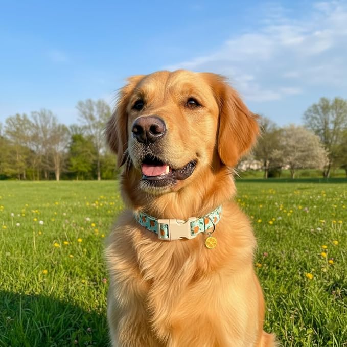 Dog Collar, Spring Summer Dog Collar with Orange Print and Charm, Cute Spring Summer Fruit Collar with Soft & Breathable Fabric, Adjustable Pet Collar for Medium Dogs