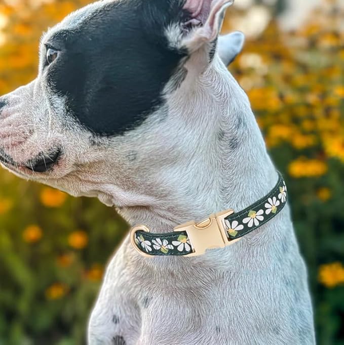 Woven Dog Collar with Metal Buckle Adjustable Jacquard Retro Dog Collars for Small Medium Large Dogs(Green,M)