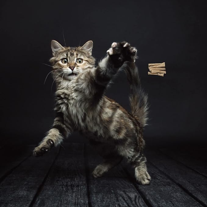 Cat Dancer Interactive Cat Toy - Fun and Fitness for Your Furry Friend - Engaging Paper Roll Attached with 30 Inches Flexible Spring Steel Wire for Playful Cats – 2 Pack