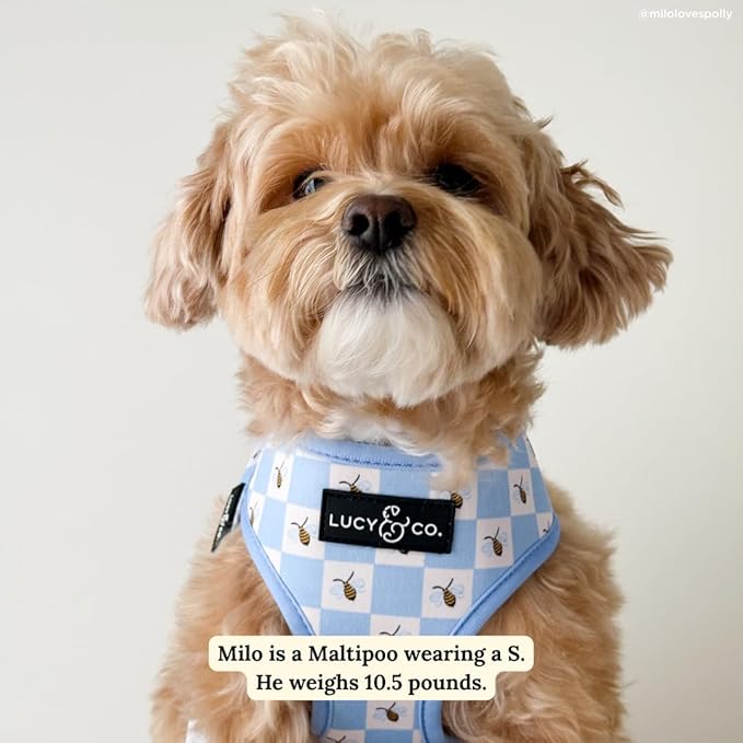 Lucy & Co. Bumbling Around Reversible Dog Harness, Adjustable Comfort Fit with Dual Leash Attachments, Small