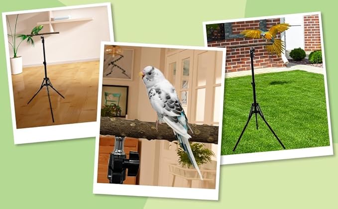 kathson 28-60inches Height Adjustable Bird Perch, Pepperwood Parrot Perch Stand, Multi-Purpose Bird Perches for Indoor and Outdoor Use, Designed for Small Medium Birds