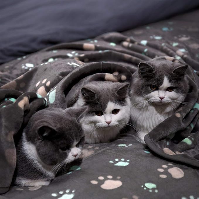 Allisandro 350 GSM Super Soft and Premium Fuzzy Flannel Fleece Pet Dog Blanket, The Cute Print Design Washable Fluffy Blanket for Puppy Cat Kitten Indoor or Outdoor, Grey, 64 x 40 Inches