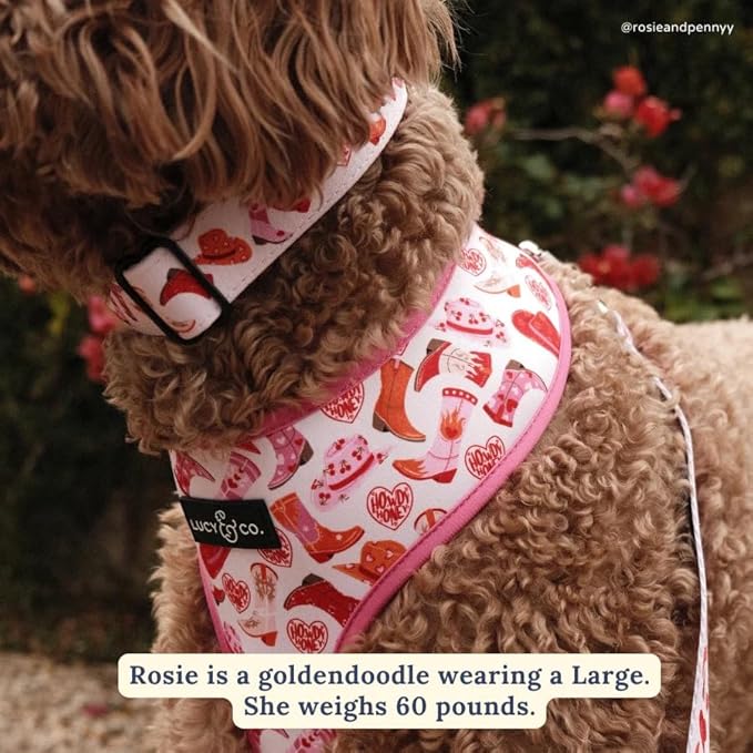 Lucy & Co. Dog Collar - Durable Lightweight Designer Collar for Pets - Adjustable Metal Safety Buckel. (Howdy, Honey Collar).
