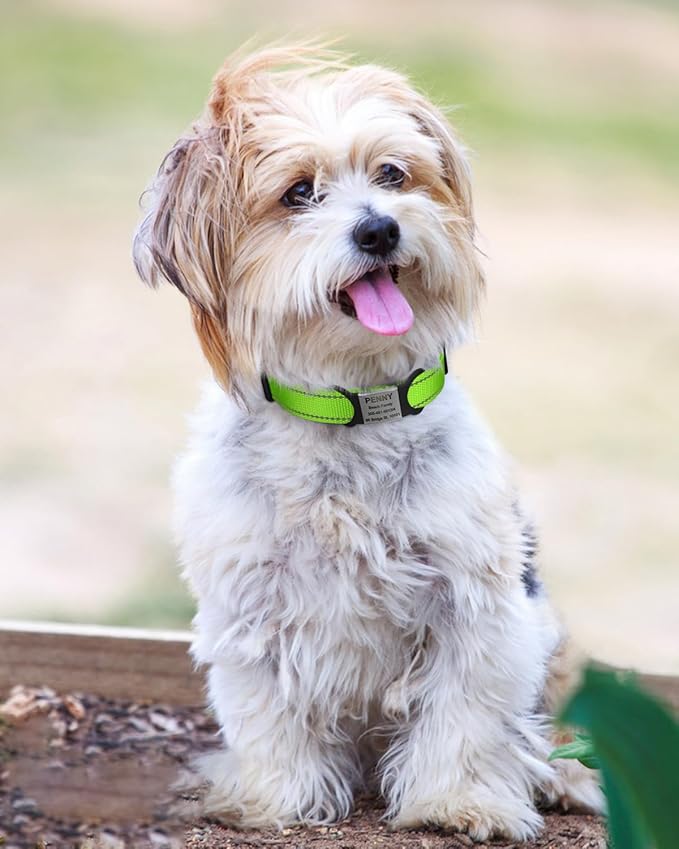 TagME Reflective Nylon Dog Collars, Adjustable Classic Pet Collar with Quick Release Buckle for Small Dogs, Green, 3/4" Width