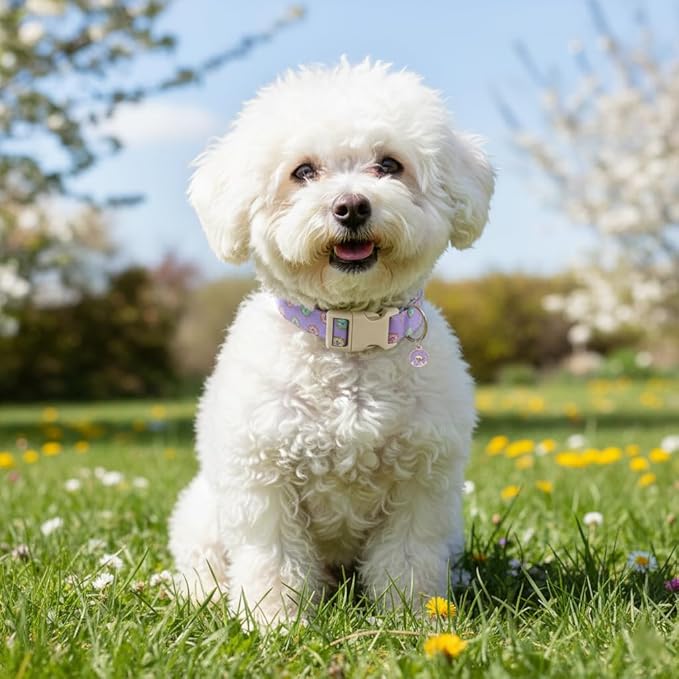 Girl Dog Collar with Unique Purple and Donut Print, Cute Dog Collar for Spring & Summer, Adjustable Pet Collar for Medium Dogs