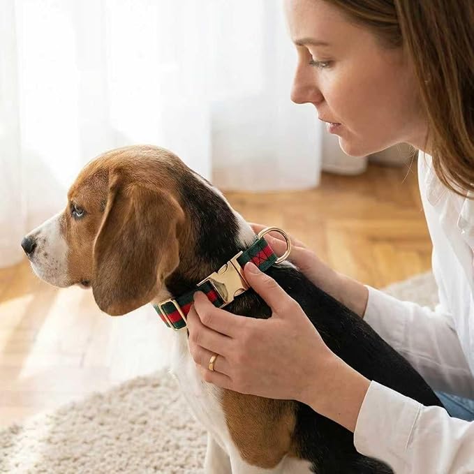 Premium Dog Collar, Cute Dog Collars Luxury Style, Durable Pet Collars with Metal Buckle Safety for Medium Dogs