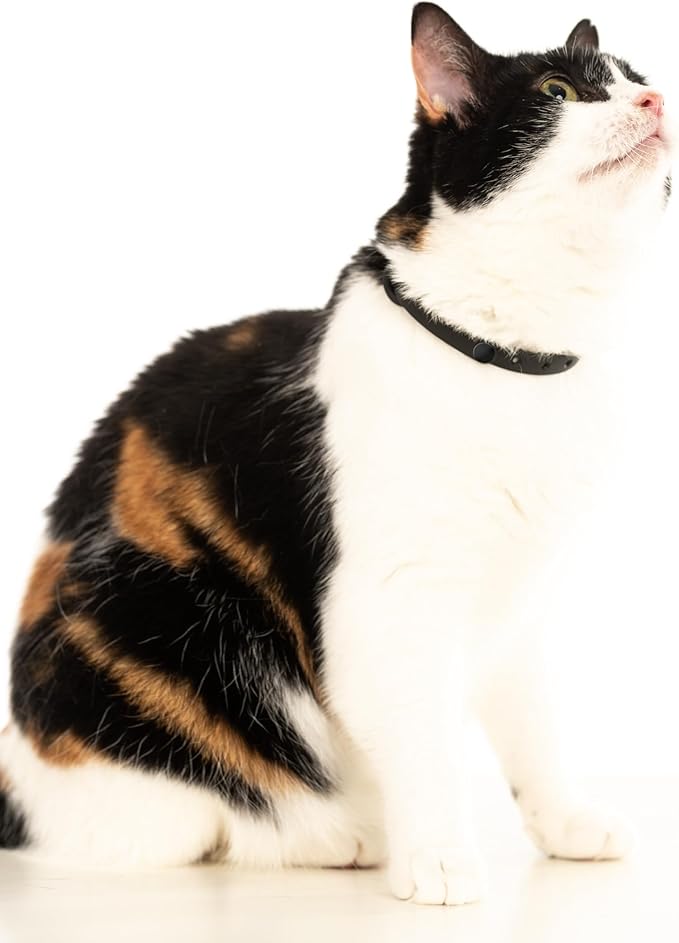 3 Pack Breakaway Cat Collar - Soft, Comfortable, and Lightweight Safety Buckle Collar with Name Tag Ring for Outdoor Cats and Sensitive Skin Kittens by Nuvuq (6 ⅞" to 10 ¼") (Black, Orange and Green)