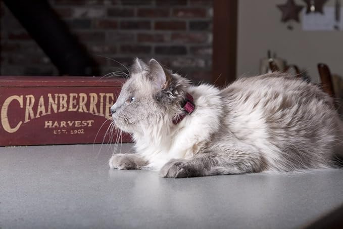 LupinePet Eco 1/2" Berry Cat Safety Collar with Bell , 8-12"