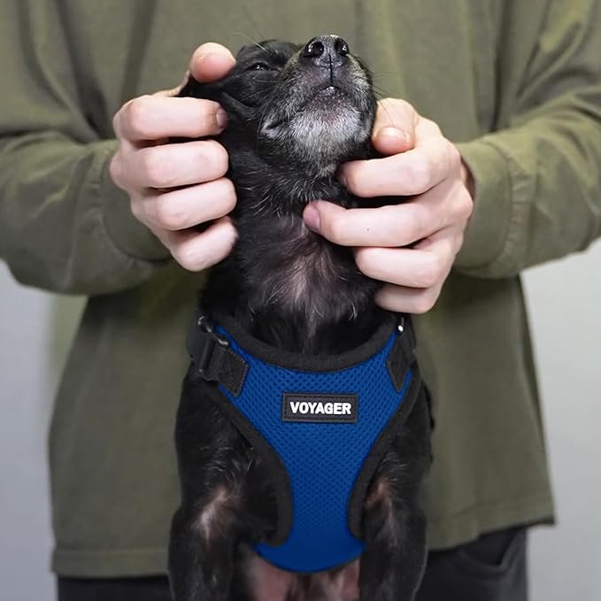 Voyager Step-in Pet Harness - All Weather Mesh, Adjustable Step in Harness for Cats and Dogs by Best Pet Supplies - Royal Blue/Black Trim, M