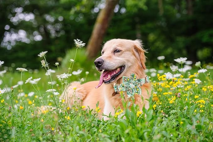 Lionheart Glory Dog Collar, Dog Collar with Flower, Cute Lemon Floral Pattern Pet Collar Adjustable Dog Collar for X-Small Dogs