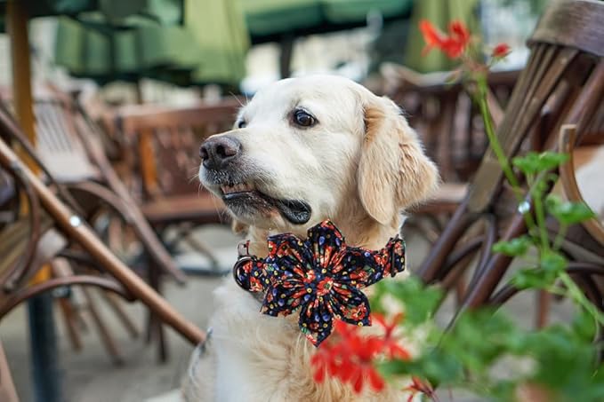 Lionheart Glory Dog Collar With Flower - Cute Floral Pattern Adjustable Pet Collar for X-Small Dogs