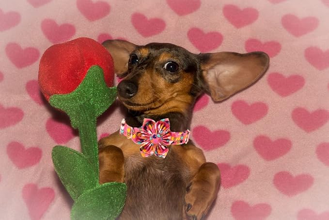 Lionheart glory Easter Dog Collar with Flower Carrot Print Dog Collar Girl or Boy Soft Durable Adjustable Collar Flower Spring Collar Dog Bow for Large Dogs