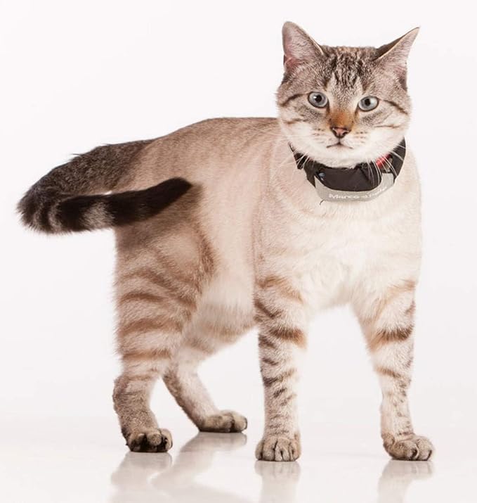 2-Pet Tracking System for Large and Small Dogs and Cats, Waterproof and Rugged, No Cellular Service Needed, No Monthly Fees