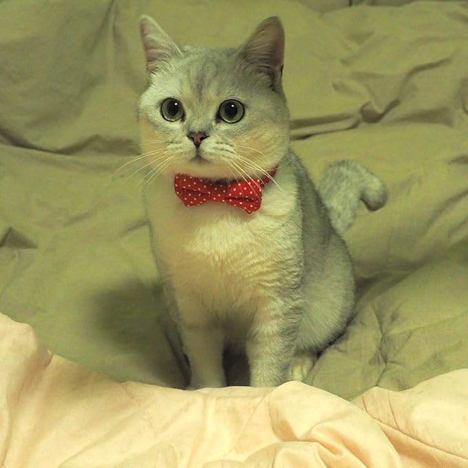 Cat Collar with Bell and Bow Tie, Breakaway Clasp Cute Dots Kitty Kitten Collar Set of 2 PCS(6.8-10.8in) (Black&Red Dots)