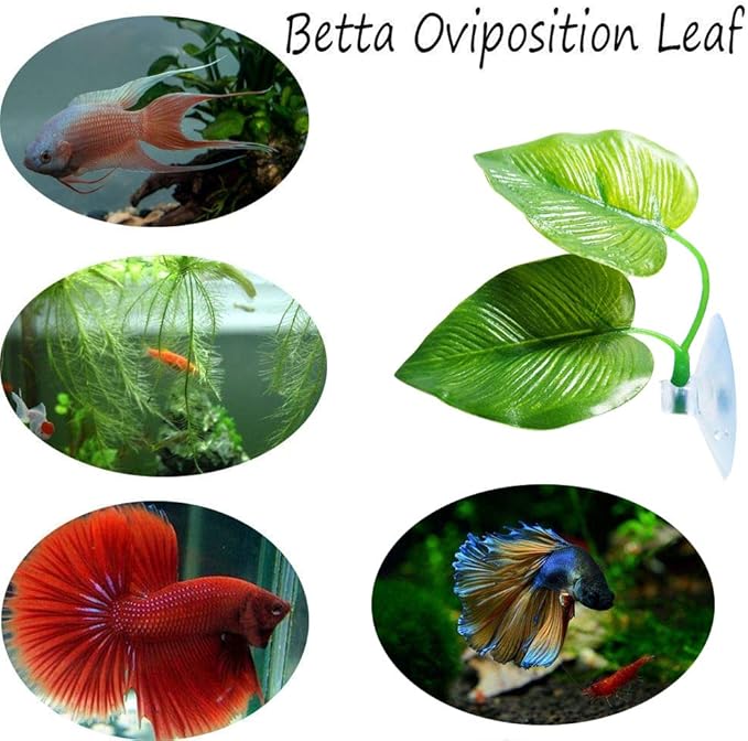 CousDUoBe 1 Pack Betta Fish Leaf Pad Improves Betta's Health by Simulating The Natural Habitat - Natural, Organic, Comfortable Rest Area for Fish Aquarium Ornaments