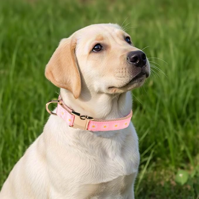 Woven Dog Collar with Metal Buckle Adjustable Jacquard Retro Dog Collars for Small Medium Large Dogs(Pink Daisy,M)