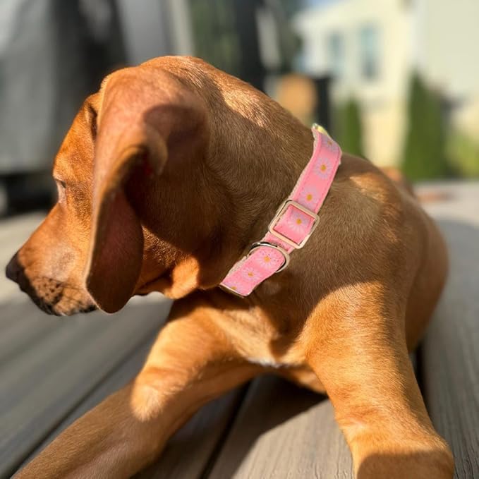 Woven Dog Collar with Metal Buckle Adjustable Jacquard Retro Dog Collars for Small Medium Large Dogs(Pink Daisy,M)