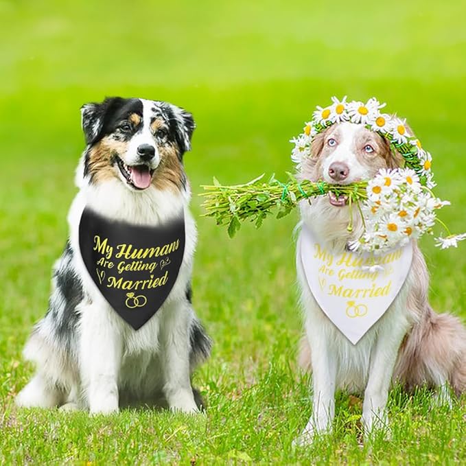 SZEE Wedding Decorations for Pets, 2 Pack My Humans are Getting Married Dog Bandanas, Engagement Party Decorations, Wedding or Engagement Gift for Couples, Dog Wedding Bandanas (Gold, L)