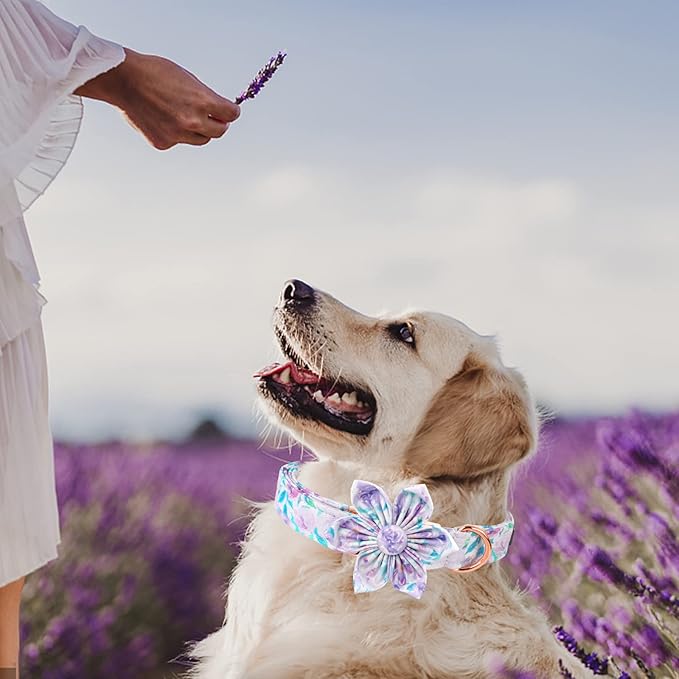 Lionheart Glory Dog Collar, Purple Dog Collar with Flower, Cute Floral Pattern Pet Collar Adjustable Dog Collar for Large Dogs
