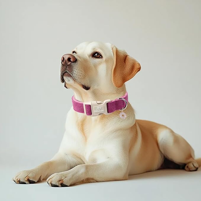 Cute Corduroy Dog Collar - Fuchsia Adjustable Dog Collars for Small Dogs 10-25lbs, Fade-Proof with Secure Snap & Little Charm, Christmas Birthday Gift, S