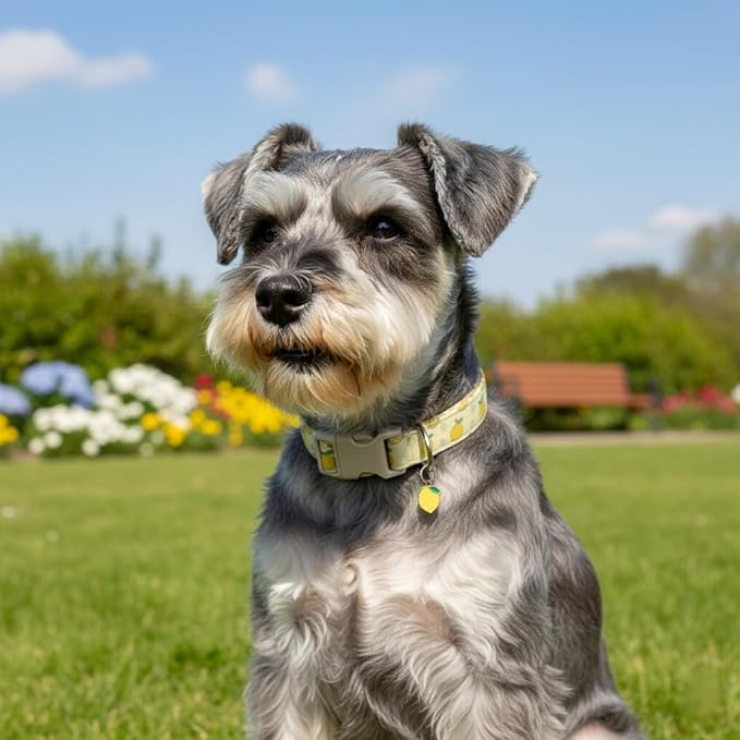 Dog Collar, Spring Summer Dog Collar with Yellow Lemon and Cute Charm, Pet Collar with Quick Release Buckle and Durable Fabric, Suitable for Small Dogs