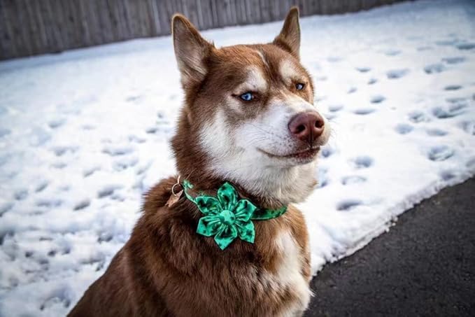 Lionheart Glory St. Patrick's Day Dog Collar, Dog Collar with Flower, Cute Floral Pattern Pet Collars Adjustable Pet Collars for Large Dogs