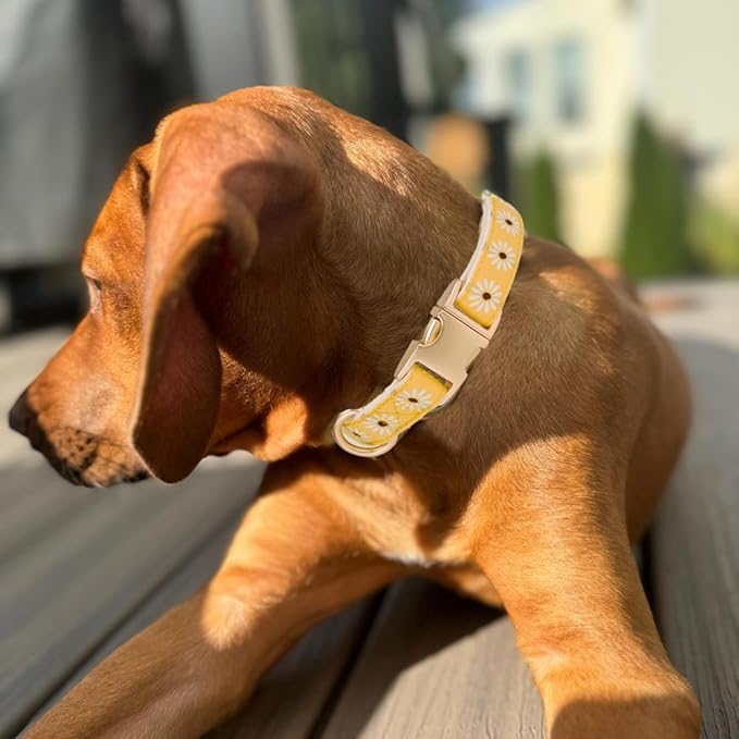 Woven Dog Collar with Metal Buckle Adjustable Jacquard Retro Dog Collars for Small Medium Large Dogs(Daisy,M)