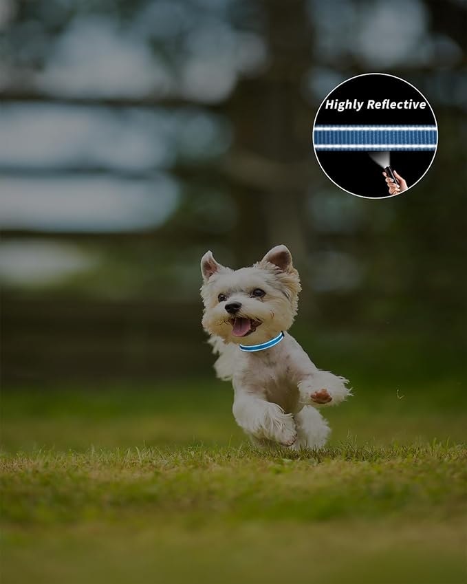 TagME Dog Collars for Small Dogs, Reflective Nylon Pet Collar with Quick Release Buckle, Small Dog Collar for Boys, Sky Blue, 3/8" Width