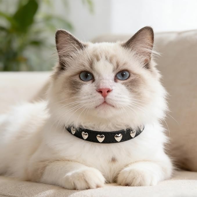 EXPAWLORER Leather Cat Collar for Girl Boy- Adjustable Pet Collar with Safety Elastic Belt,Personalized Heart Accessories Buckle Collars with Bell & Durable D-Ring,Heart (Black)