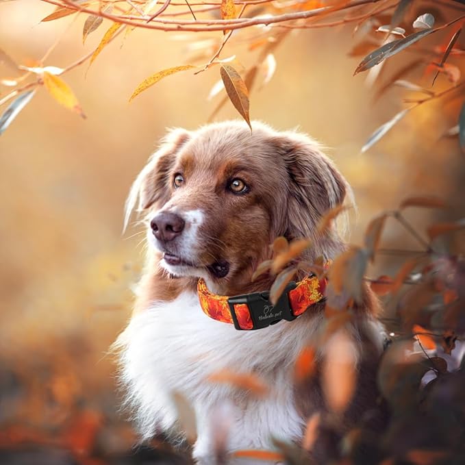 Fall Dog Collar, Gold Maple Leaves Pattern Fall Thansgiving Puppy Collar, Soft Adjustable Cotton Holiday Dog Collars for Small Medium Large Boy&Girl Dogs XL