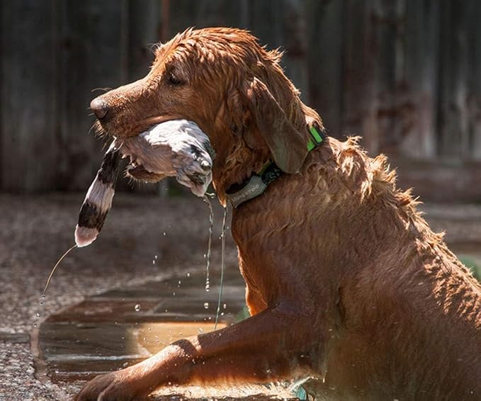 2-Pet Tracking System for Large and Small Dogs and Cats, Waterproof and Rugged, No Cellular Service Needed, No Monthly Fees