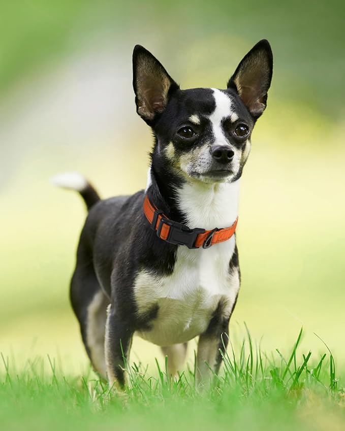 Joytale Dog Collar,Soft Neoprene Padded Breathable Nylon Pet Collar Adjustable for Puppy and Small Dogs,Orange,XS