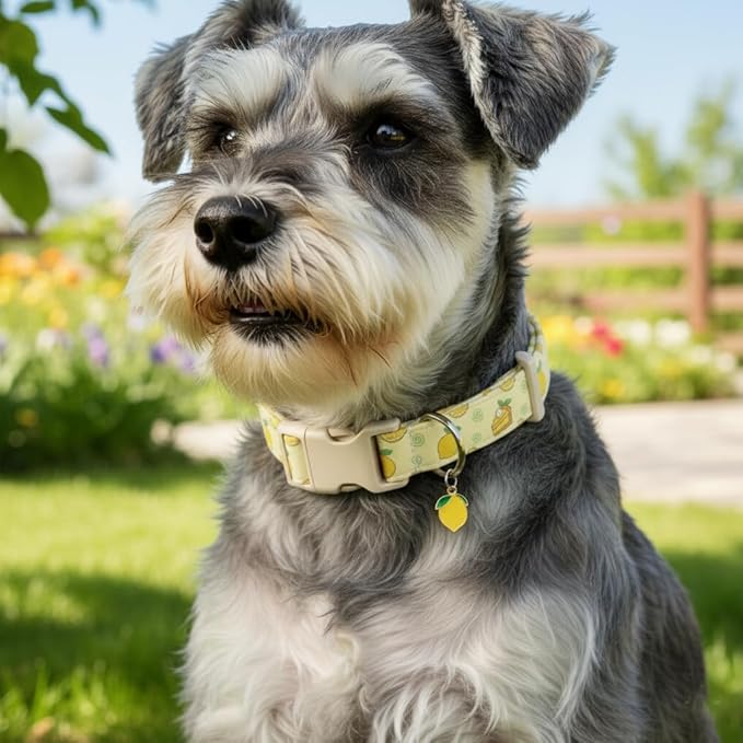 Dog Collar, Spring Summer Dog Collar with Yellow Lemon and Cute Charm, Pet Collar with Quick Release Buckle and Durable Fabric, Suitable for Small Dogs