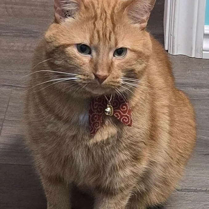 PetSoKoo Bunny Ears Cat Collar, Japan Lucky ‘開三運’ Charm. Safety Breakaway Bowtie Kitten Collar with Bell, Red